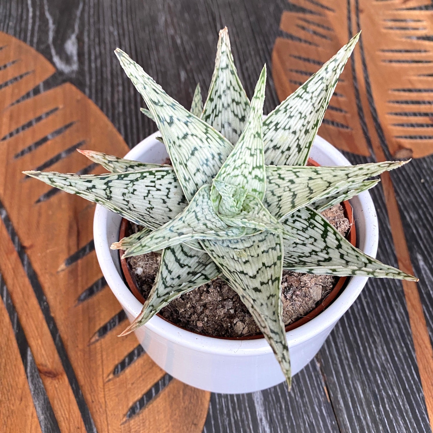 Aloe Doran Black