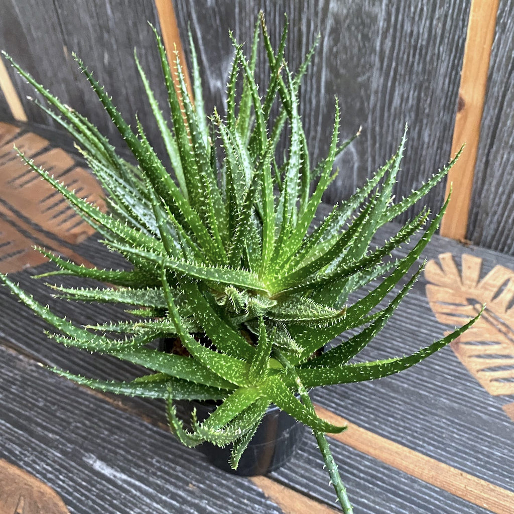 Aloe Fountain Green