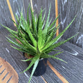 Aloe Fountain Green