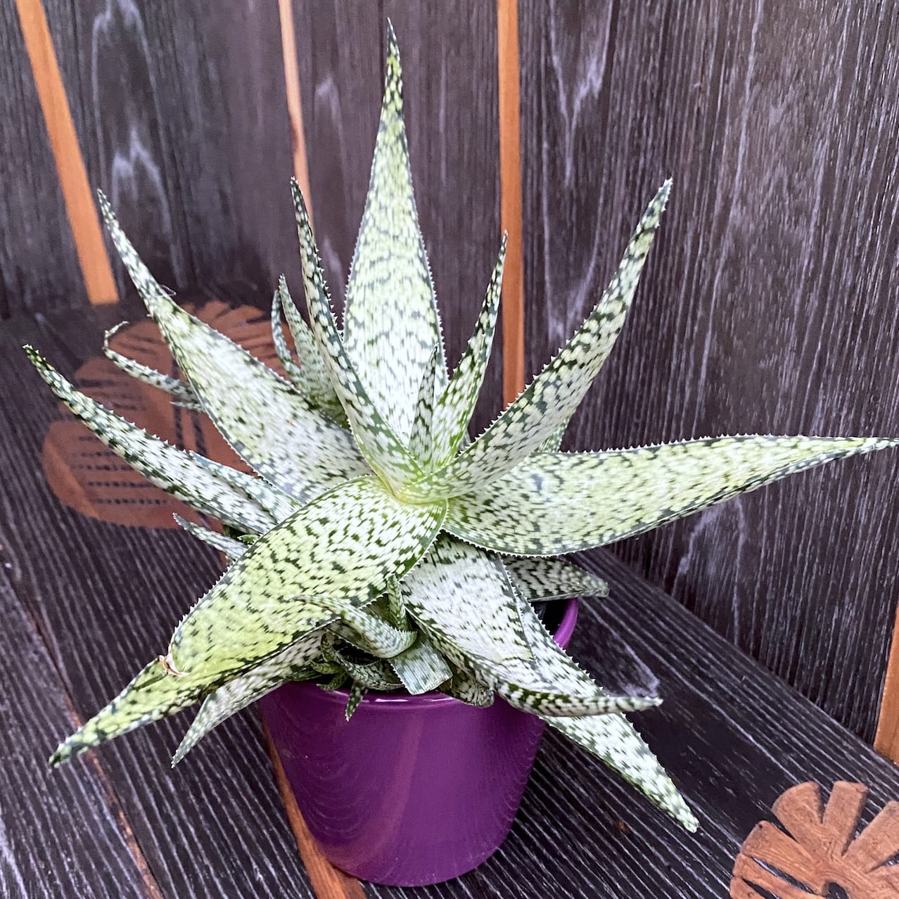 Aloe Lotus Silver