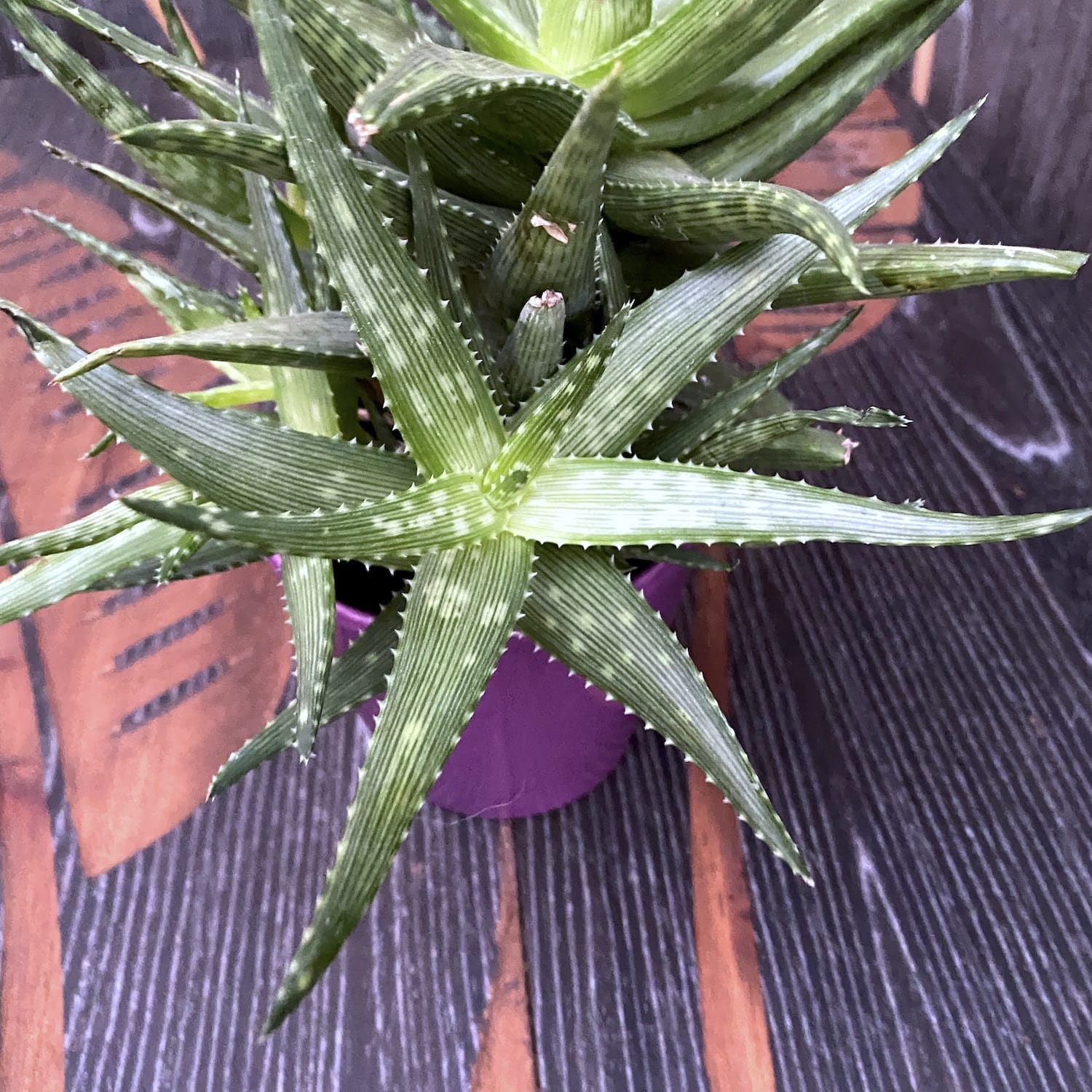 Aloe Mint Stripes