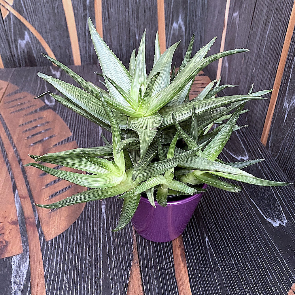 Aloe Mint Pruhy