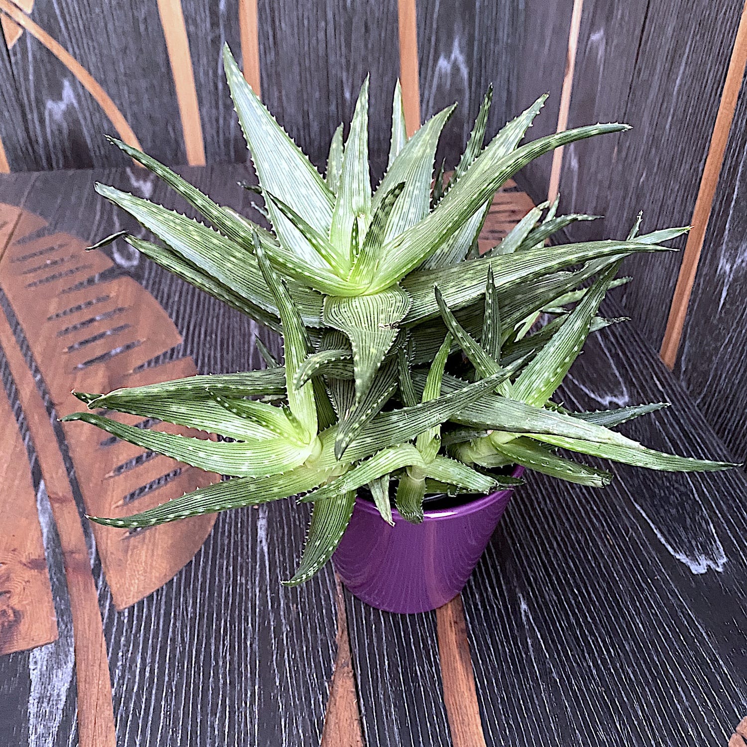 Aloe Mint Stripes