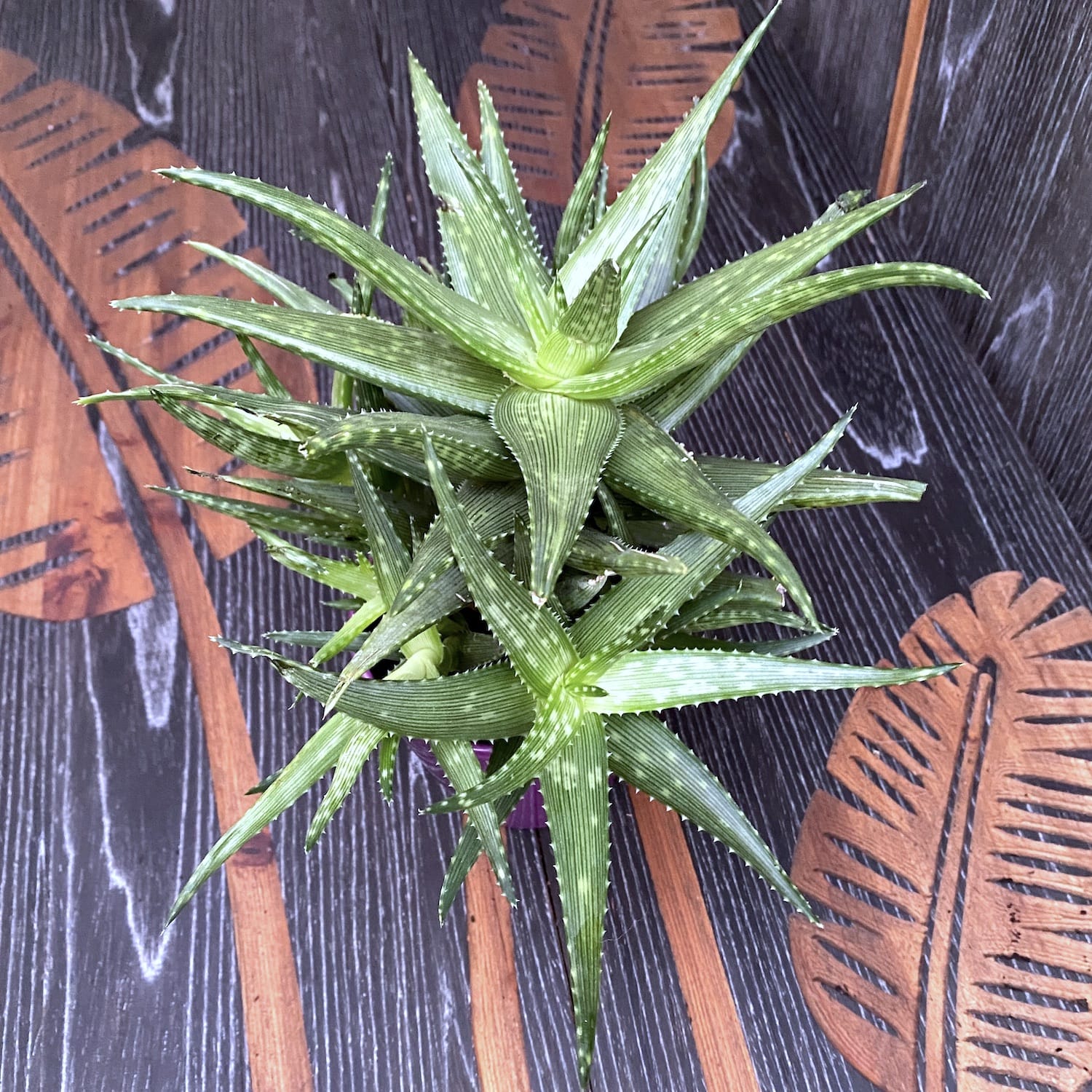 Aloe Mint Stripes