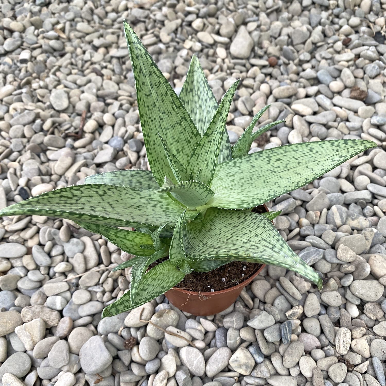 Aloe ‘Delta Lights’