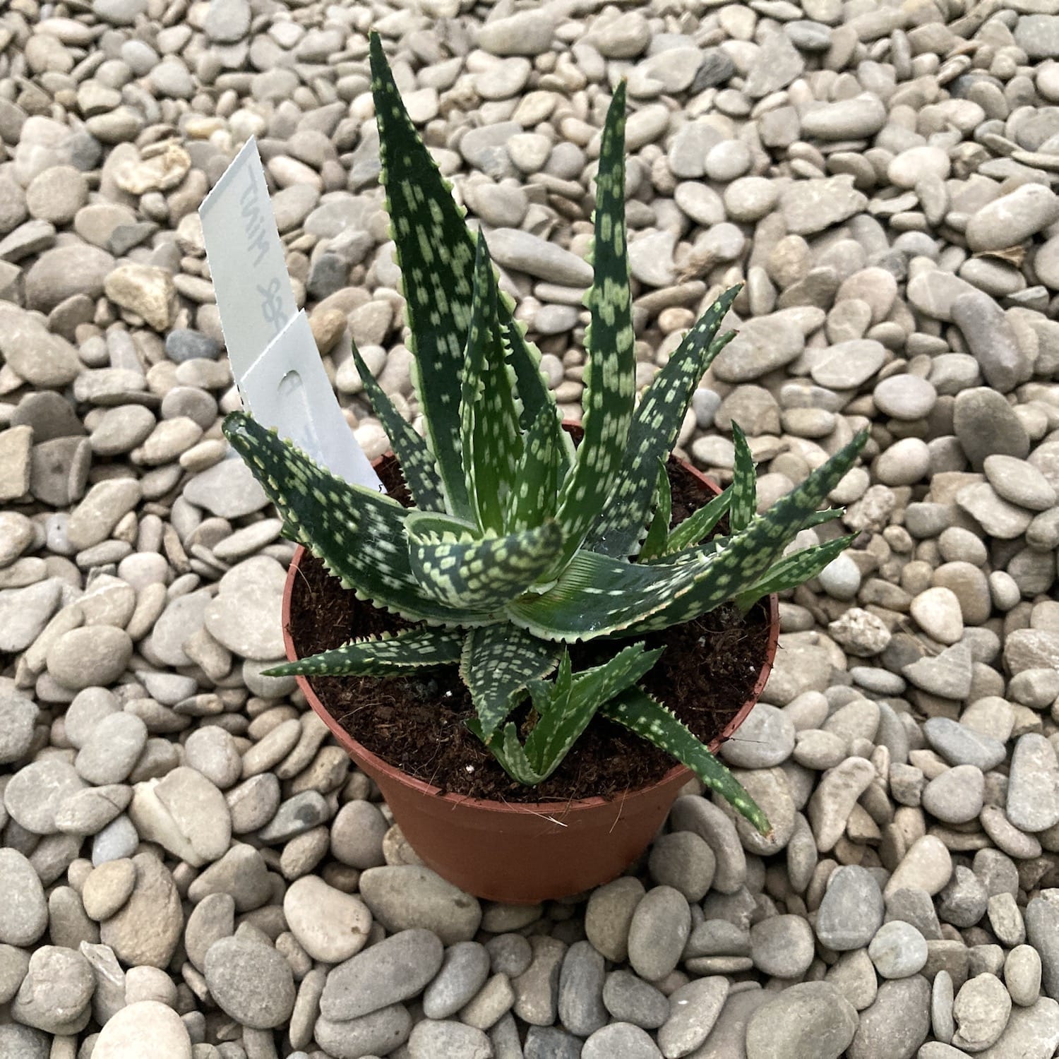 Aloe ‘Peppermint’