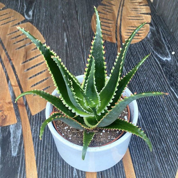 Aloe aculeata 'Jurassic Dragon'