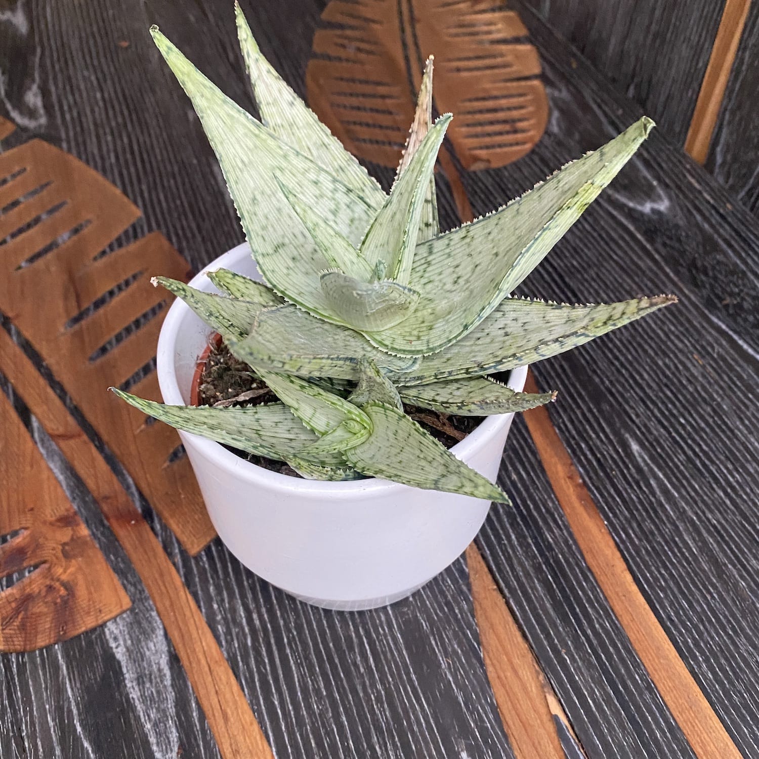 Aloe rauhii hybrid