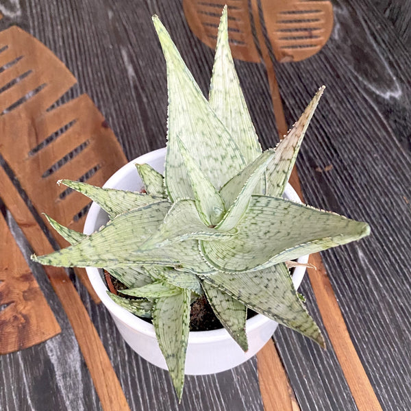 Aloe rauhii-Hybride