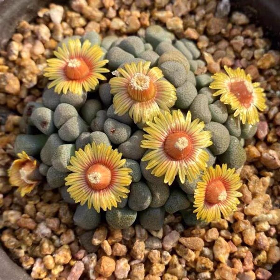 Aloinopsis Schoonesii