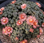 Aloinopsis Schoonesii