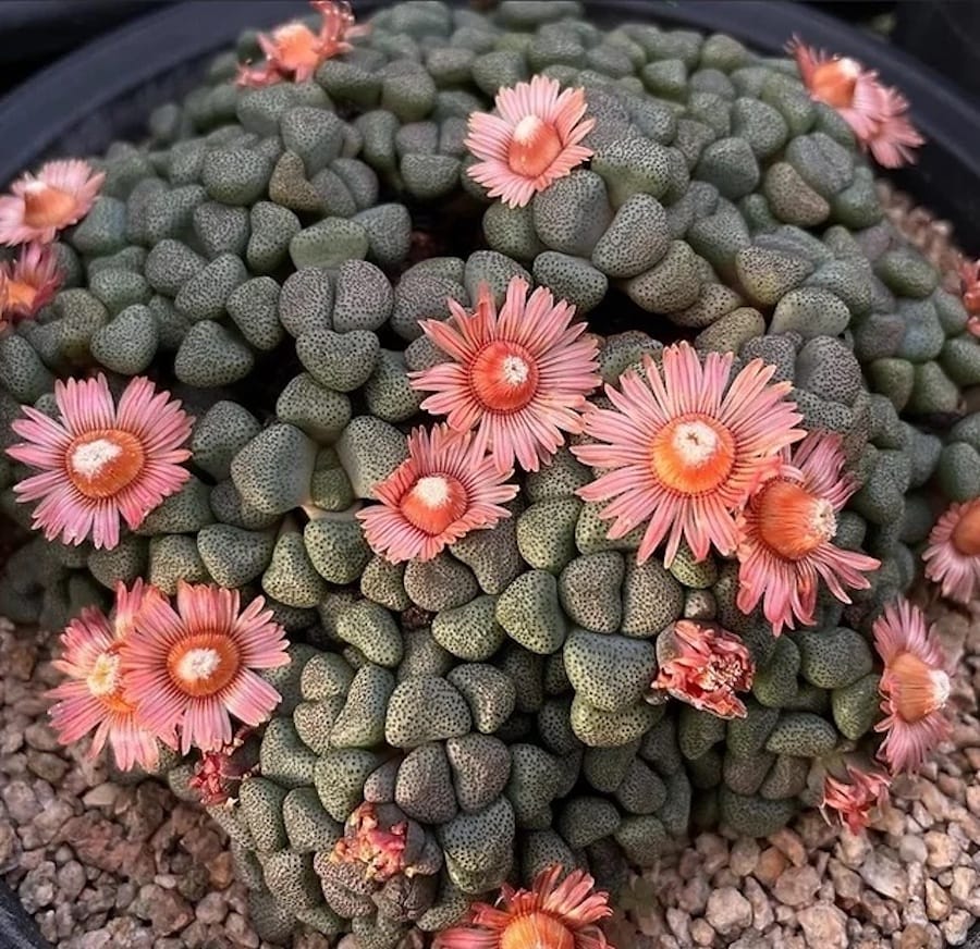 Aloinopsis Schoonesii