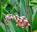 Alpinia zerumbet (Shell ginger) *babyplant