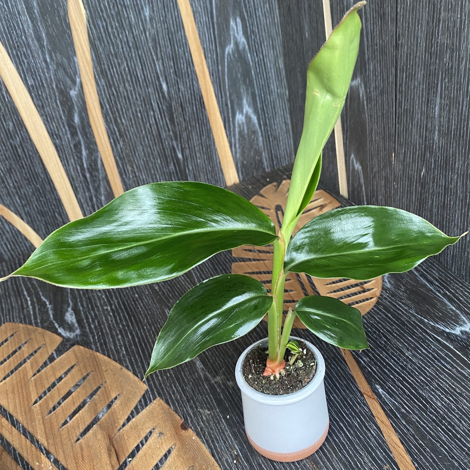 Alpinia zerumbet (Shell ginger) *babyplant