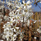 Stablo grožđica - Amelanchier lamarckii - slatko i aromatično voće