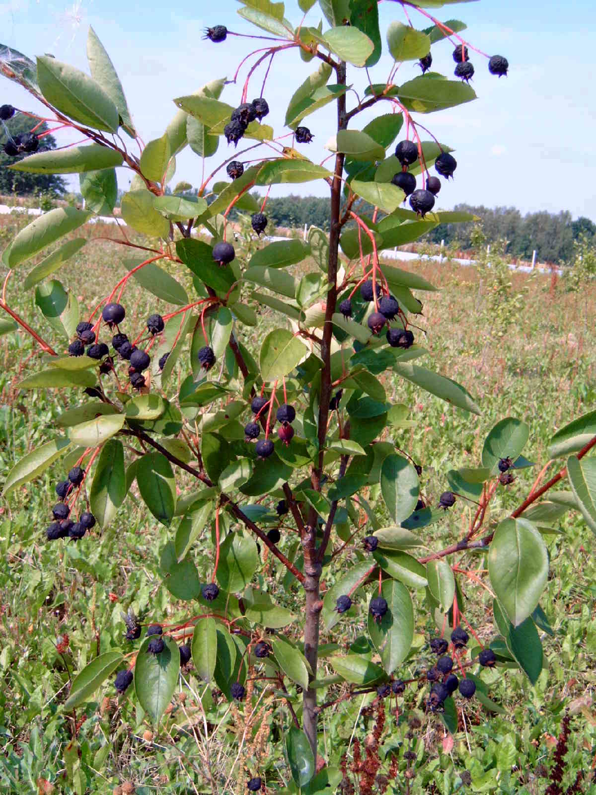 Pomul de stafide - Amelanchier lamarckii - fructe dulci si aromate
