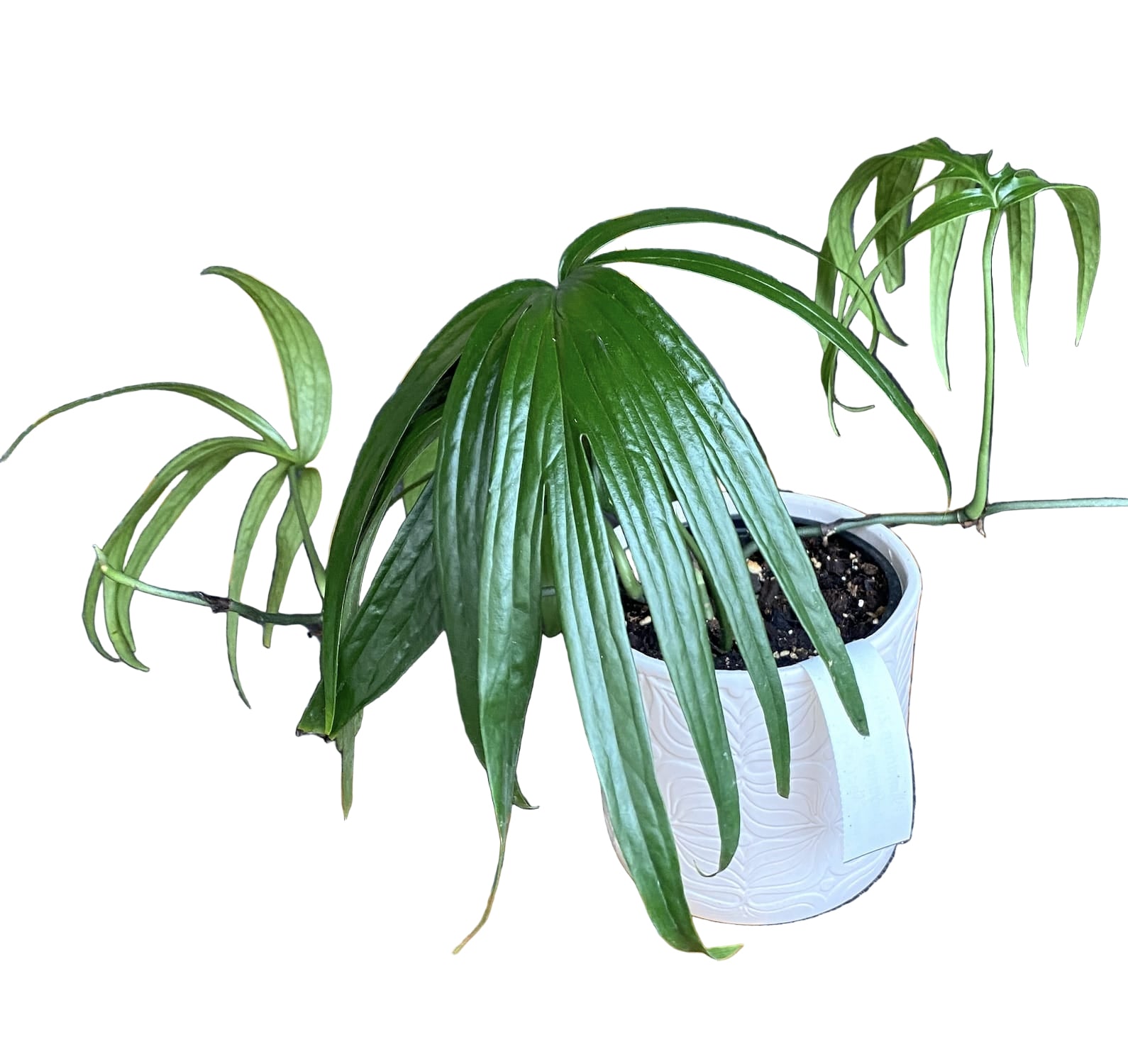 Amydrium Zippelianum (Amydrium magnificum) D12