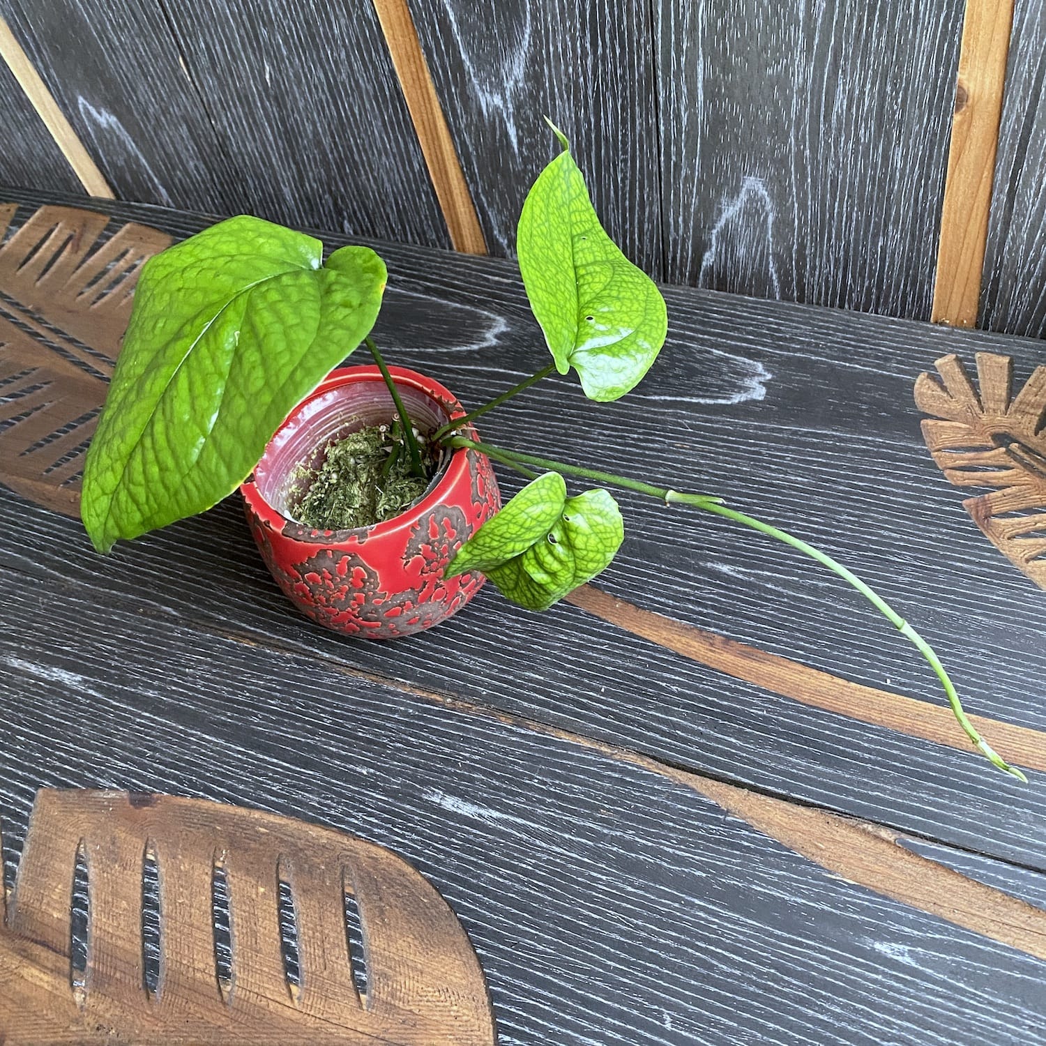 Amydrium medium 'Spiderman' (Spiderman Monstera)