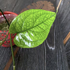 Amydrium medium 'Spiderman' (Spiderman Monstera)