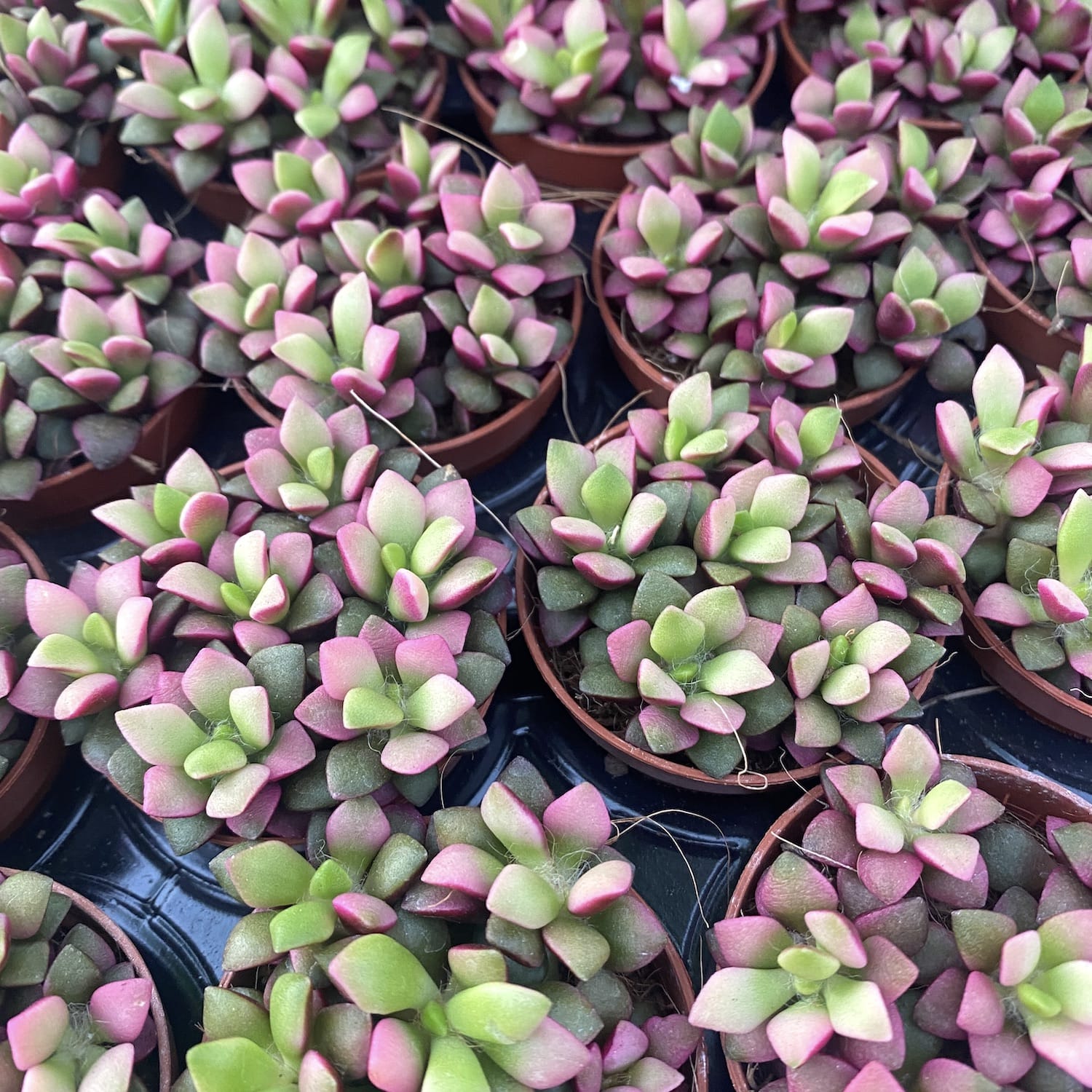 Anacampseros rufescens Pink Lips D6