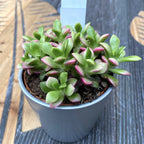 Anacampseros rufescens Pink Lips D8