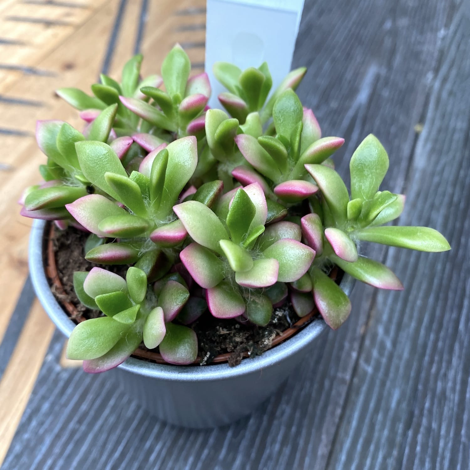 Anacampseros rufescens Pink Lips D8