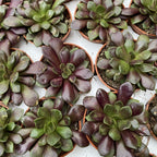 Anacampseros rufescens v. rubra