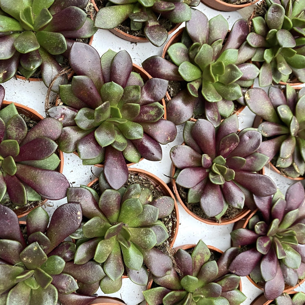 Anacampseros rufescens v. rubra