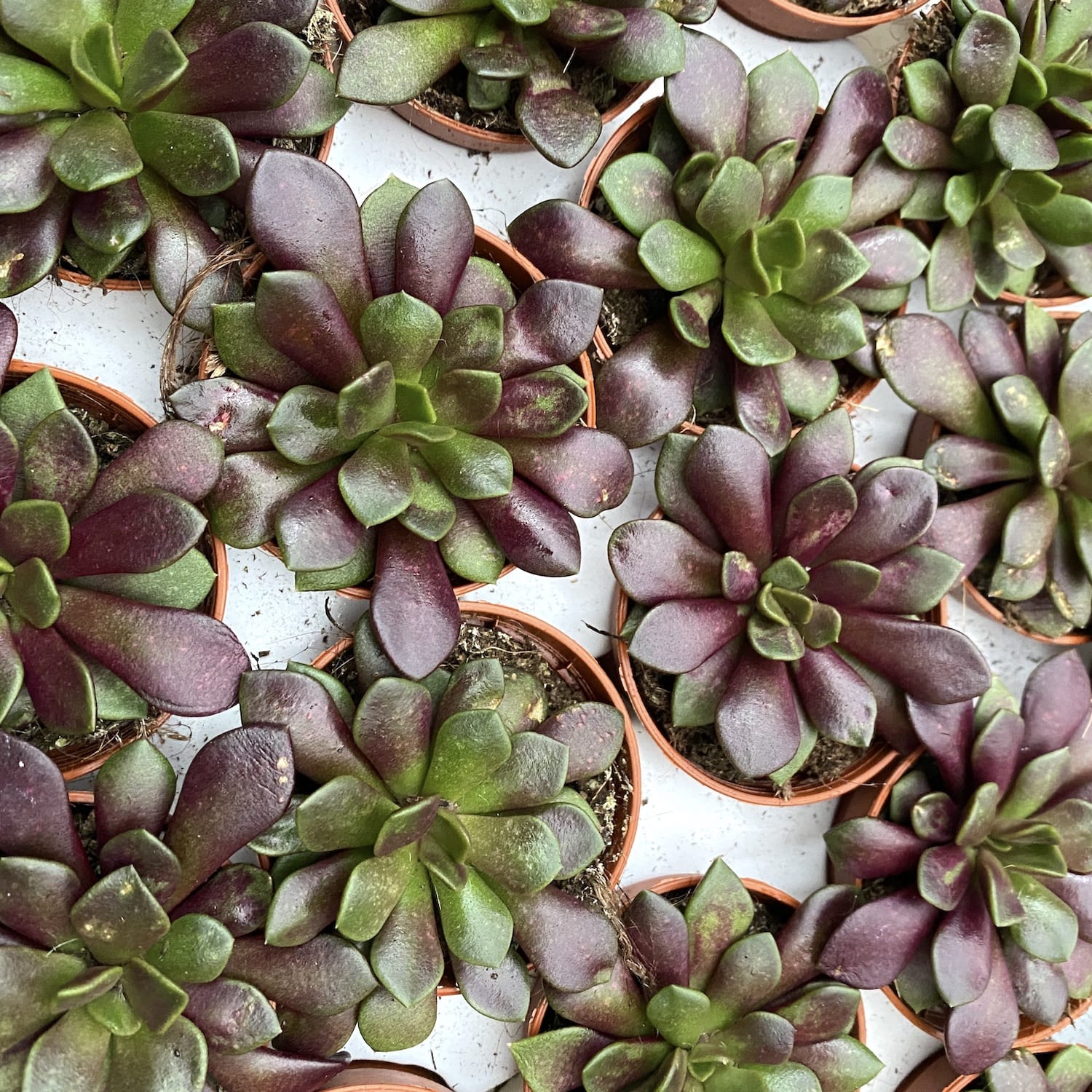 Anacampseros rufescens v. rubra