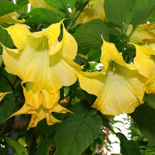 Yellow angel's trumpet - Brugmansia versicolor * fragrant flowers