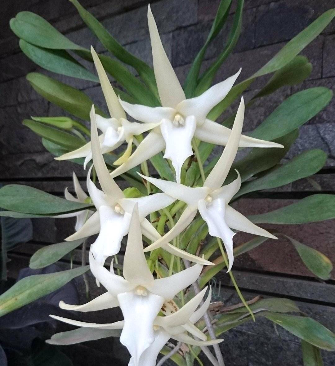 Angraecum sesquipedale