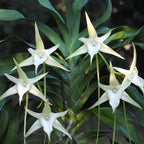 Angraecum sesquipedale