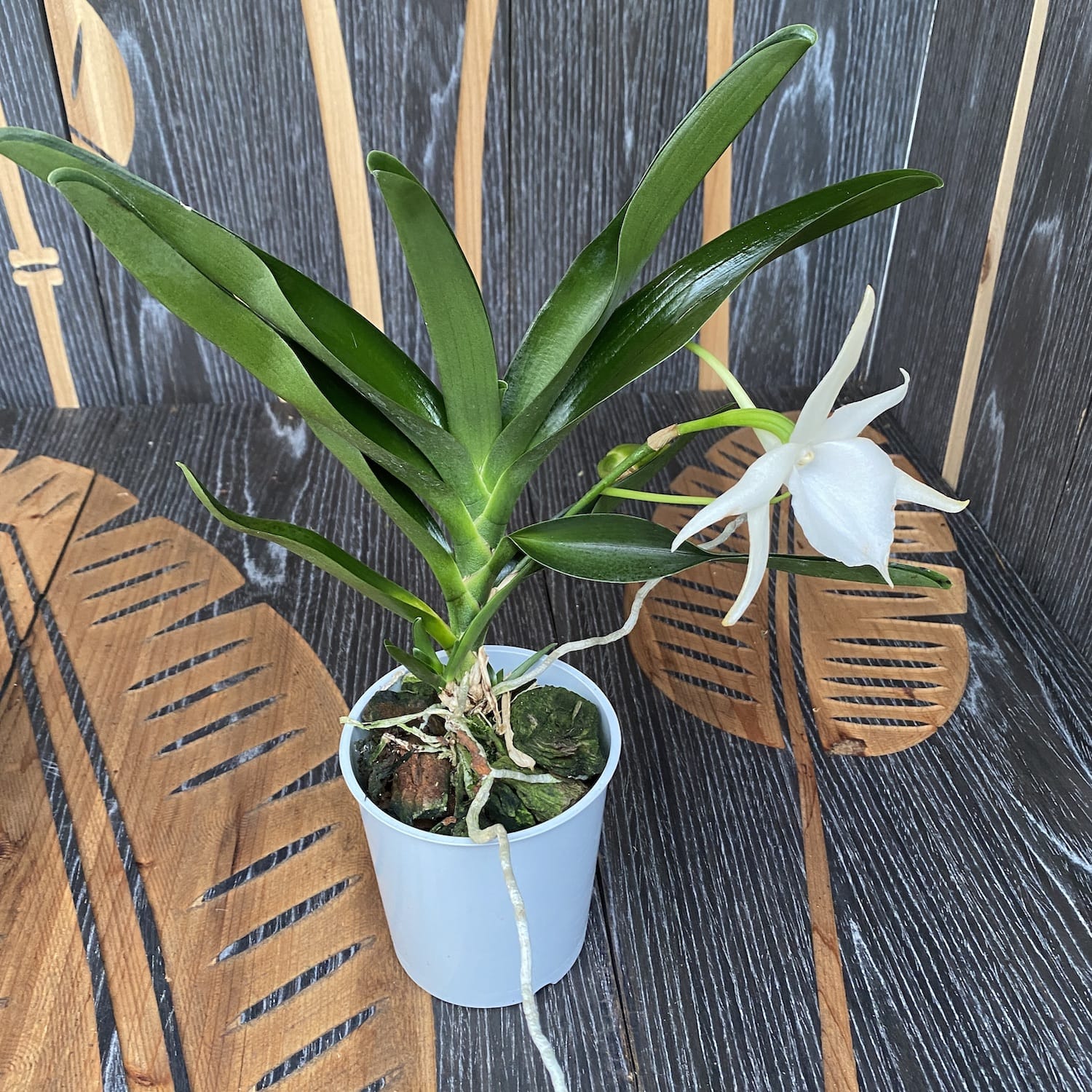 Angraecum Lady Lisa *foarte parfumat