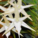 Angraecum sesquipedale