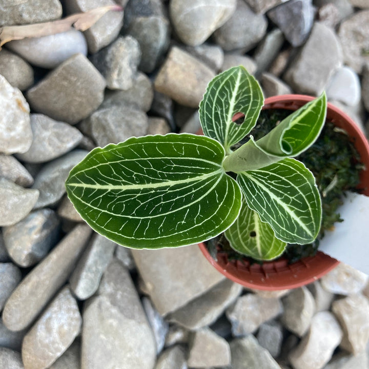 Anoectochillus siamensis 'White Center Green'