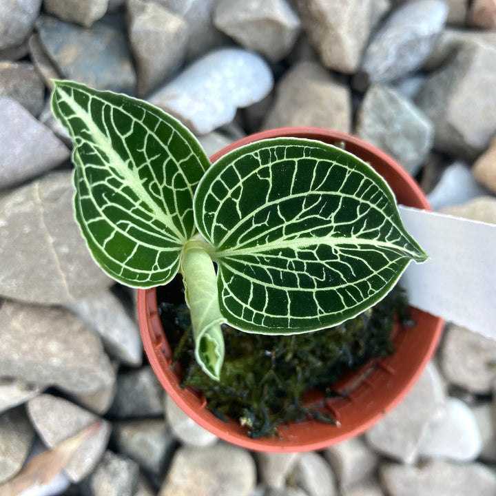 Anoectochillus siamensis 'White Center Green'