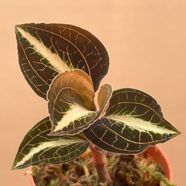 Anoectochilus leyli 'Brown' (Jewel Orchid)