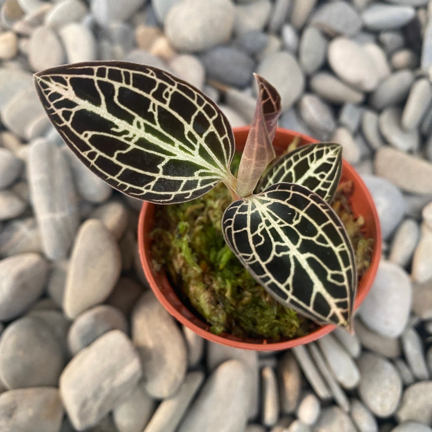 Anoectochilus Siamensis x Dossinia Marmorata