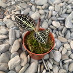 Anoectochilus Siamensis x Dossinia Marmorata