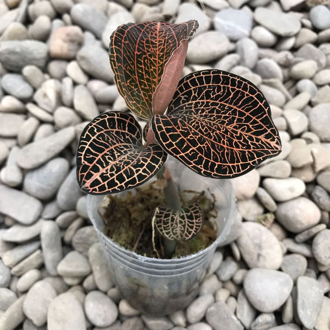 Anoectochilus 'Rose Gold'