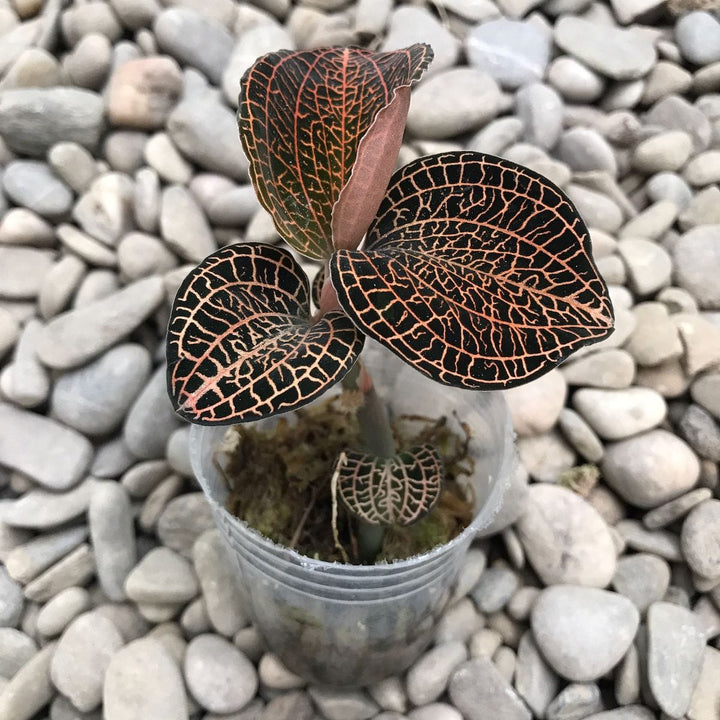 Anoectochilus 'Rose Gold'