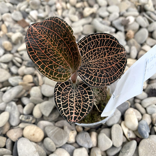Anoectochilus 'Rose Gold' (Jewel Orchid)