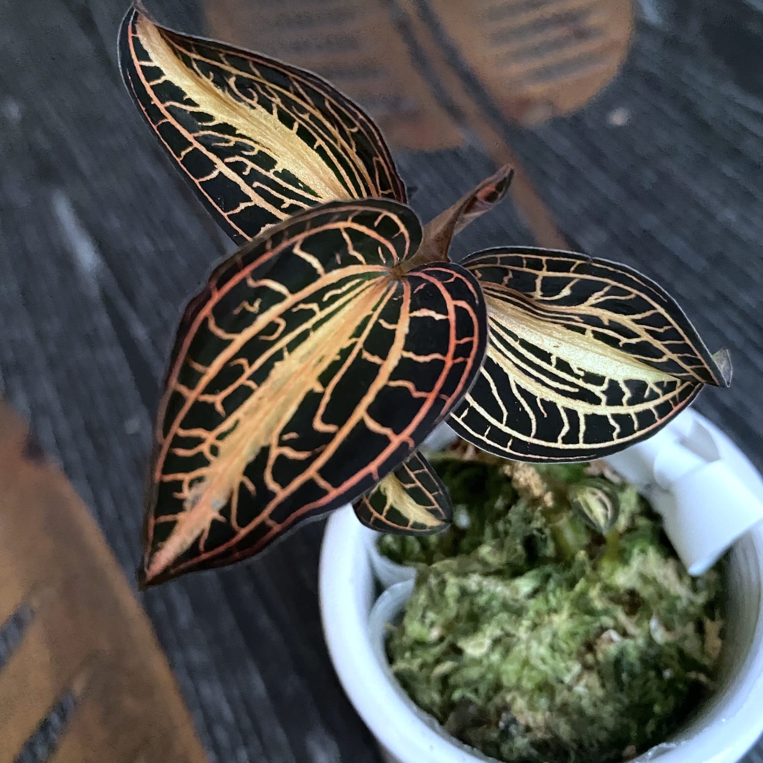 Anoectochilus albolineatus 'Variegata' (Peloric šperková orchidej)