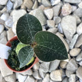 Anoectochilus formosanus (Jewel Orchid)