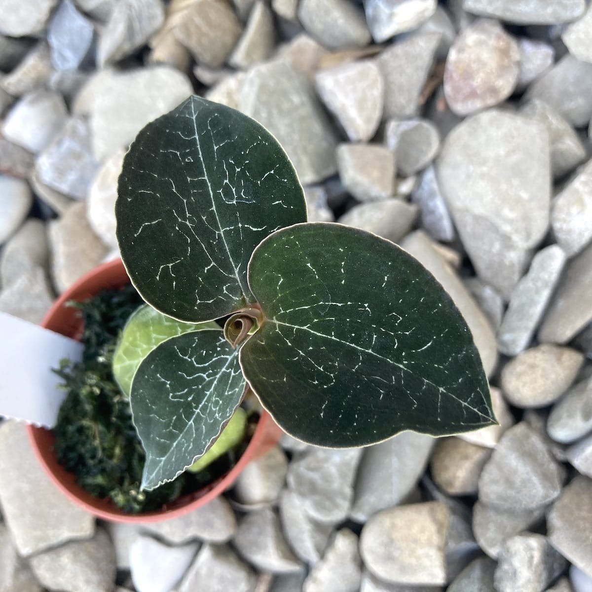 Anoectochilus formosanus (Jewel Orchid)