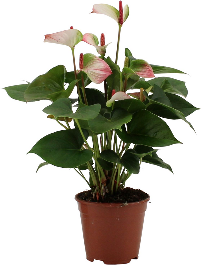 Anthurium Amalia Elegance