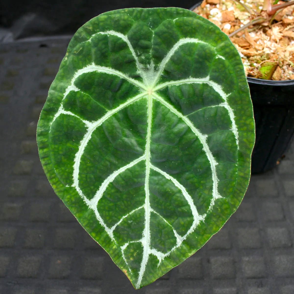 Anthurium forgetii 'Silver' – Secret Garden Plant Shop