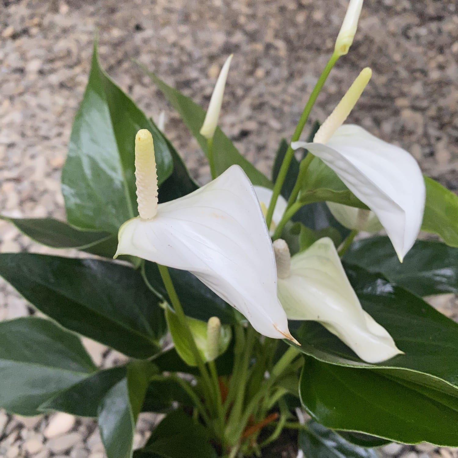 Anthurium Baby White