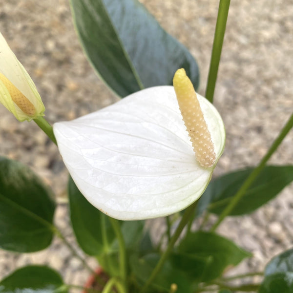 Anthurium Baby White