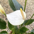 Anthurium Baby White